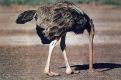 Ostrich head stuck the sand